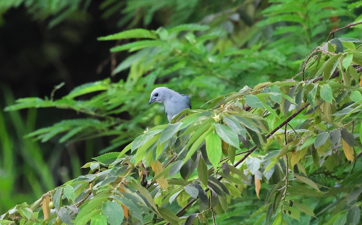 Blue-gray Tanager - ML645220419