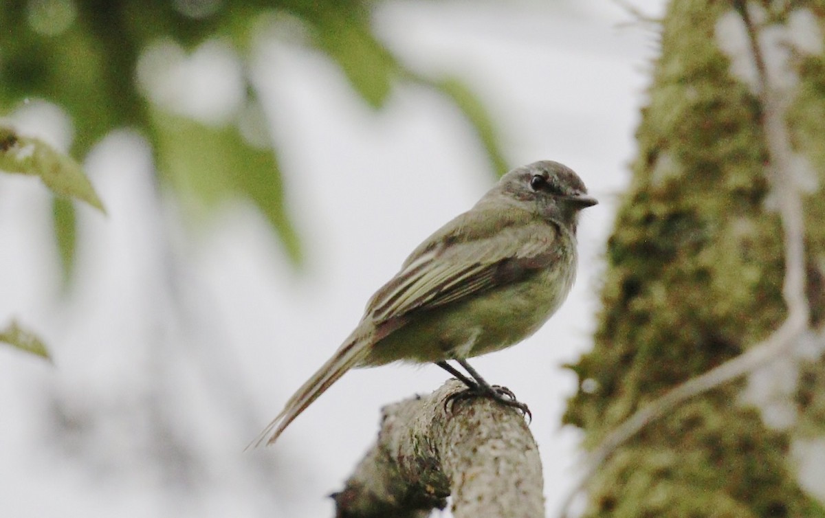 Greenish Elaenia - ML645220421