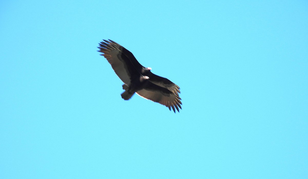 Turkey Vulture - ML645220459