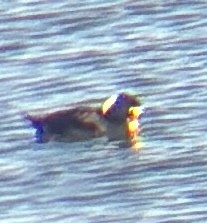 Surf Scoter - ML645220482