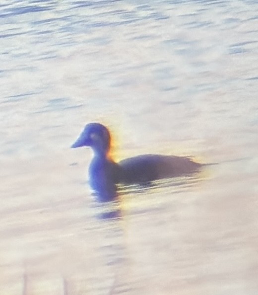 Surf Scoter - ML645220483