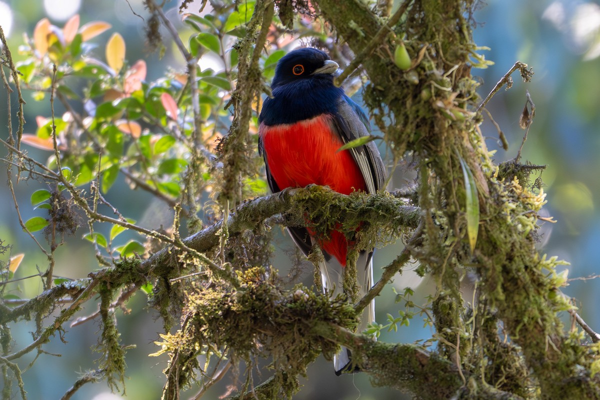 Surucua Trogon (Red-bellied) - ML645220486