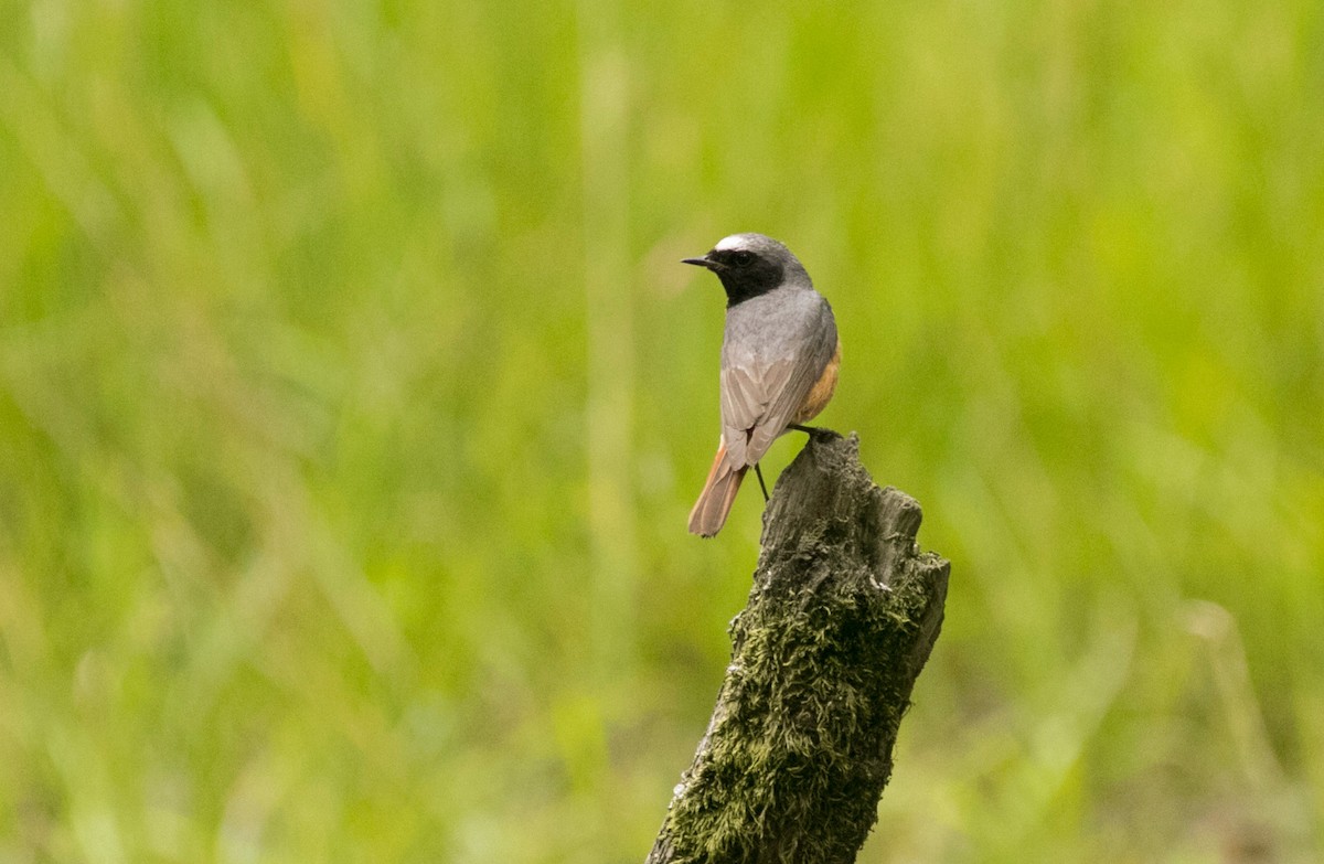 rehek zahradní - ML645220500