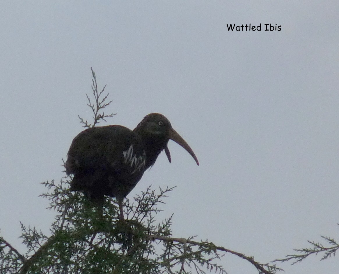 Wattled Ibis - ML645220503