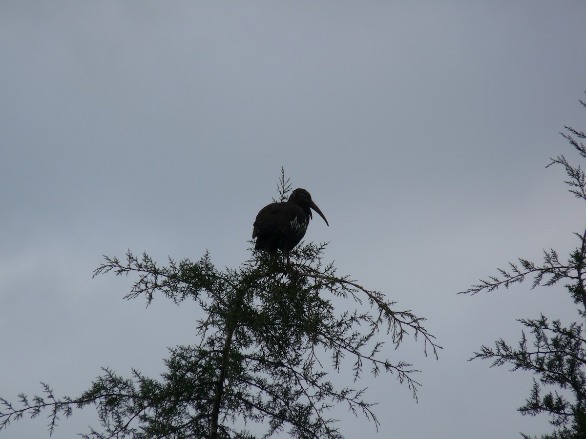 Wattled Ibis - ML645220504