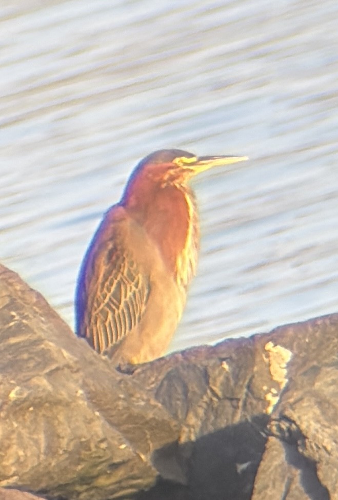 Green Heron - ML645220505