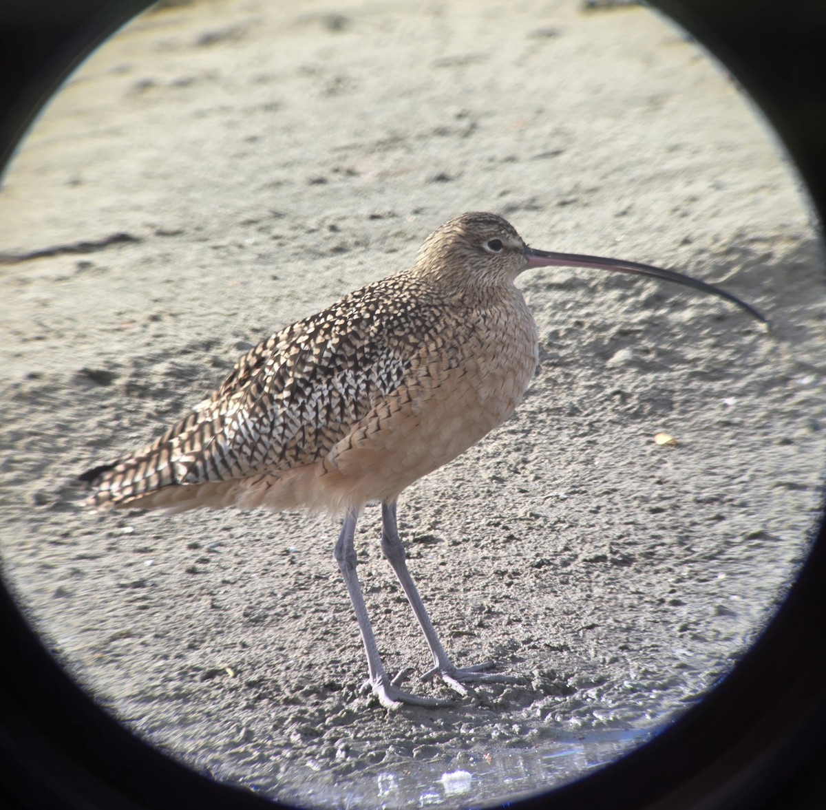 Long-billed Curlew - ML645220507