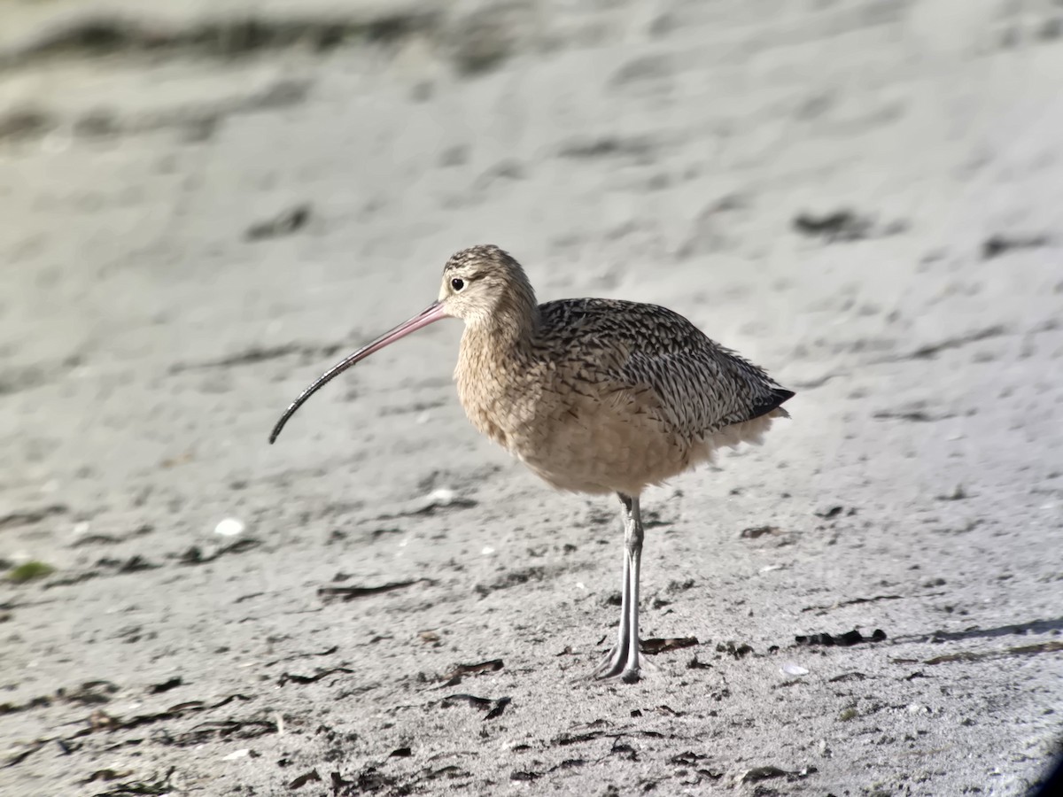 Long-billed Curlew - ML645220508