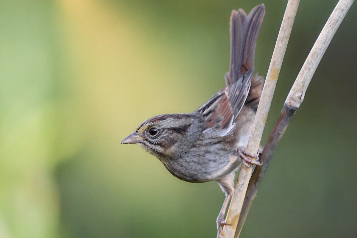 Swamp Sparrow - ML645220513