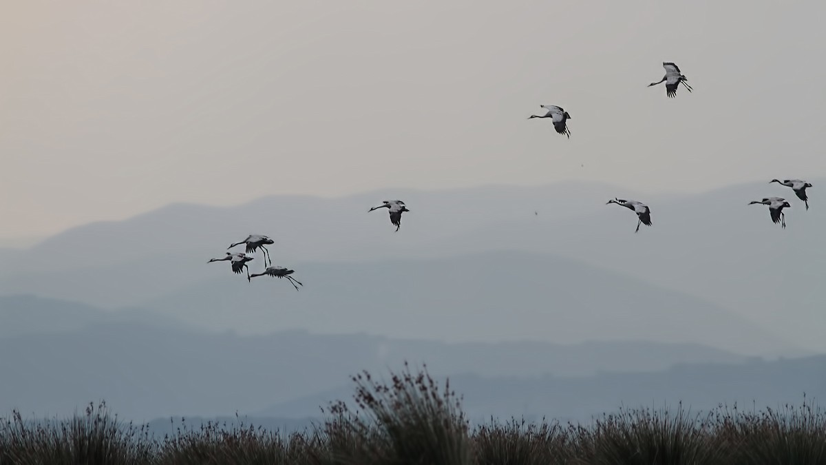 Common Crane - ML645220514