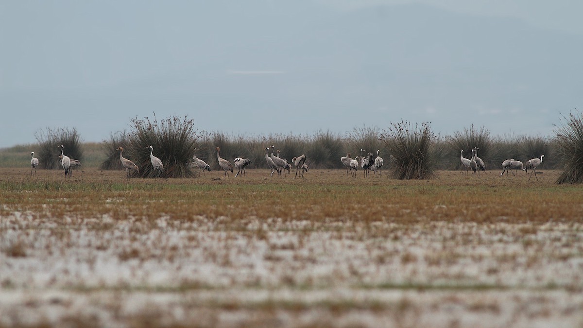 Common Crane - ML645220515