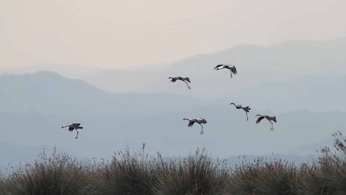 Common Crane - ML645220516