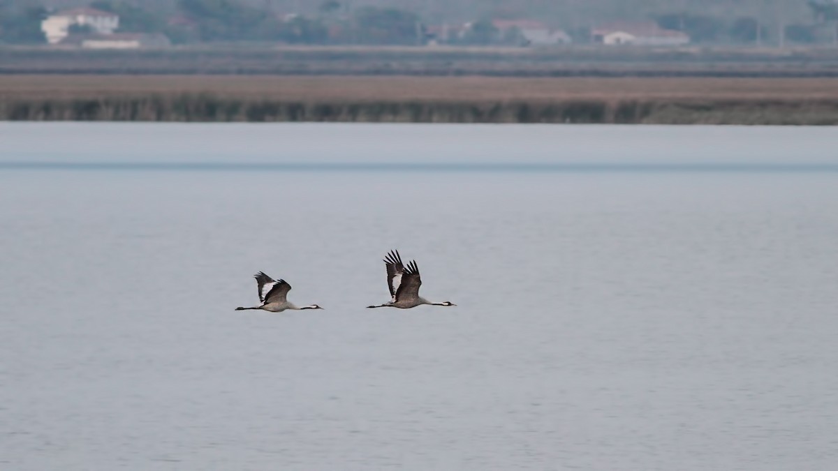 Common Crane - ML645220517