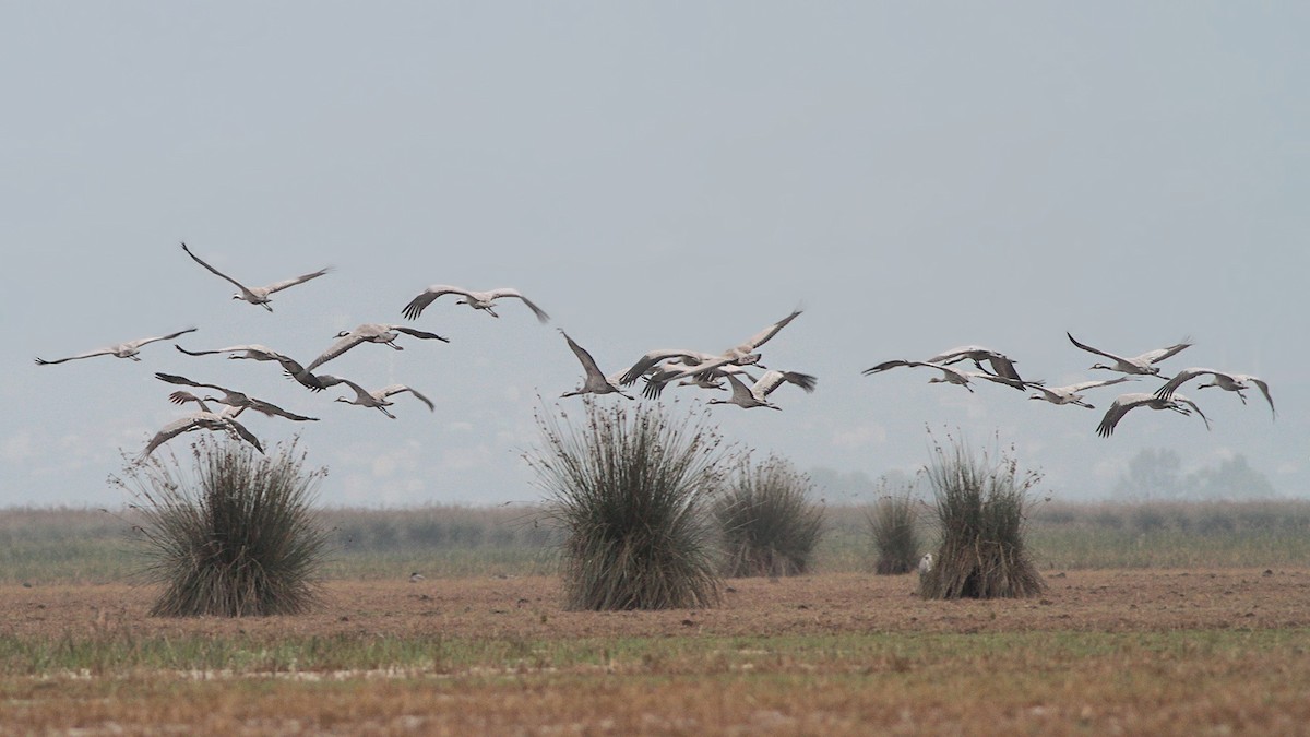 Common Crane - ML645220518