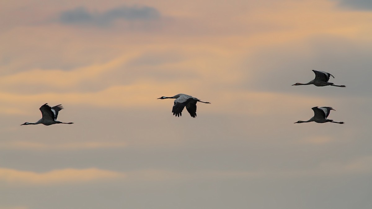 Common Crane - ML645220519