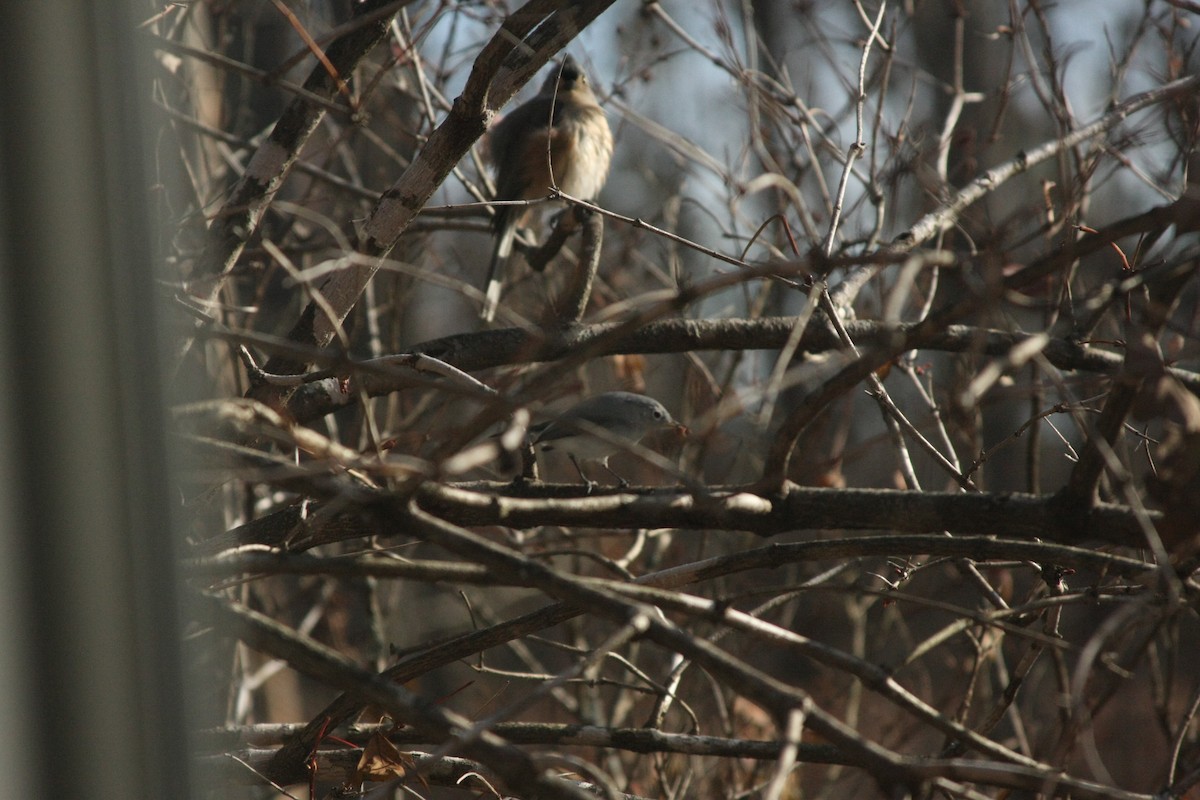 Tufted Titmouse - ML645220521
