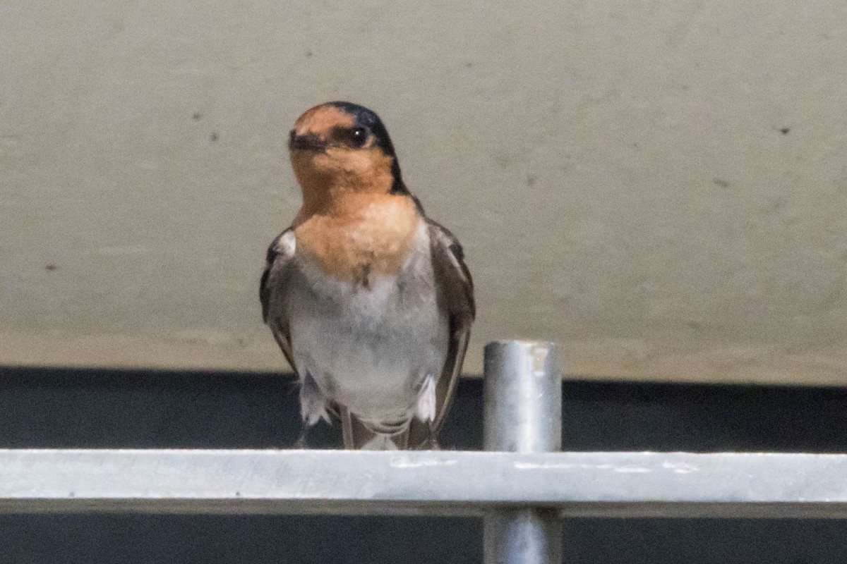 Welcome Swallow - ML645220522