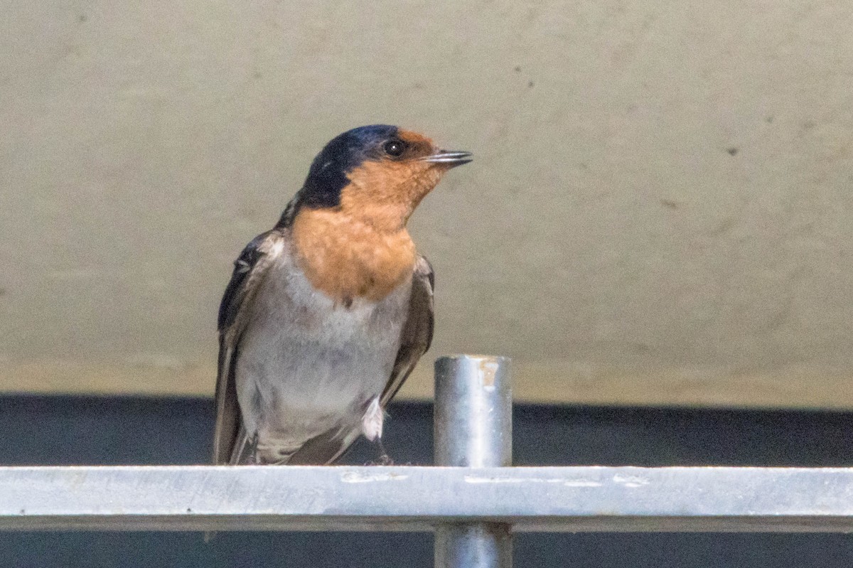 Welcome Swallow - ML645220523