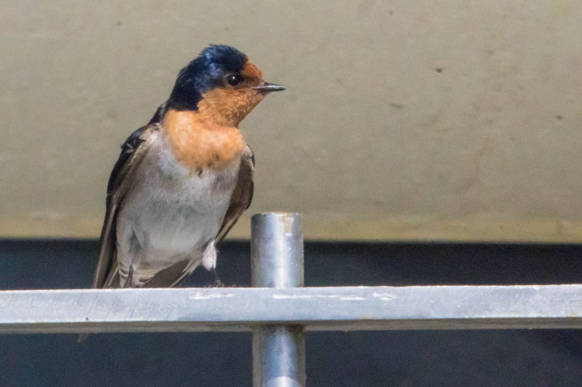 Welcome Swallow - ML645220524