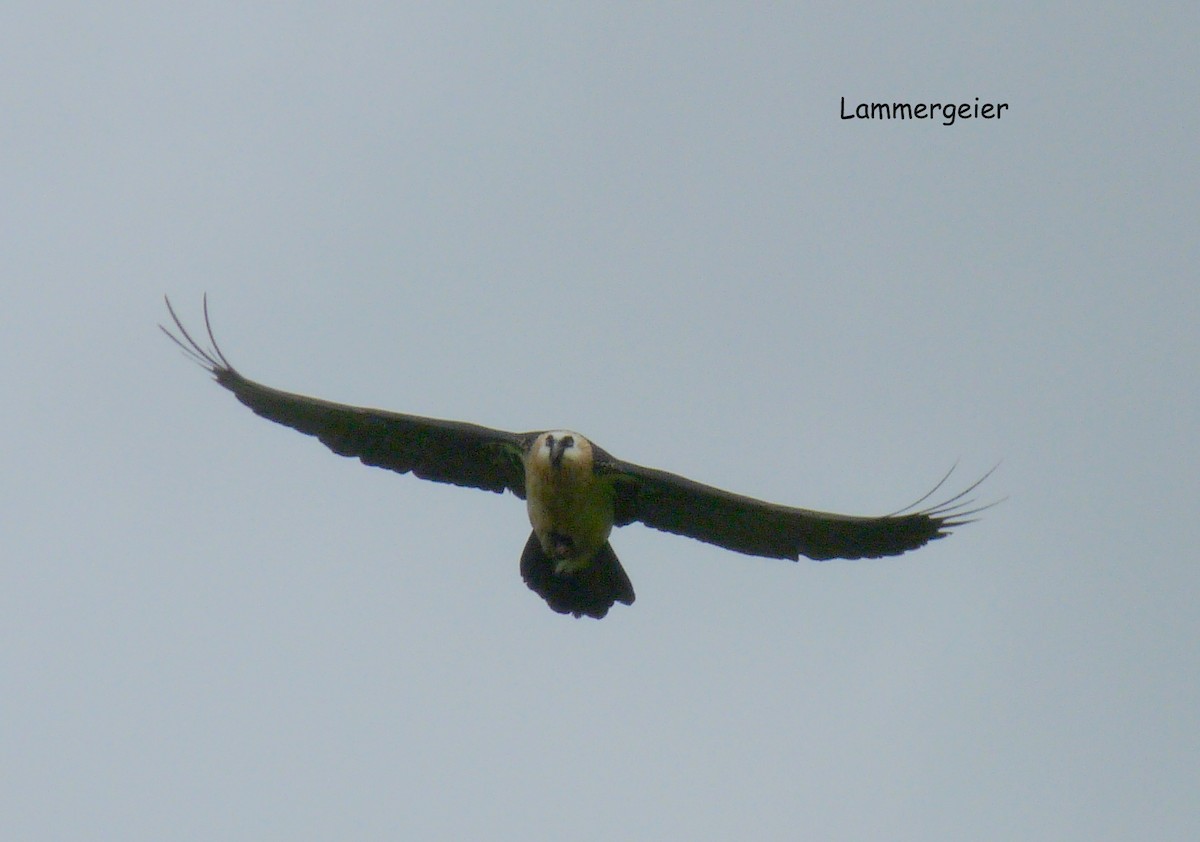 Bearded Vulture (African) - ML645220525