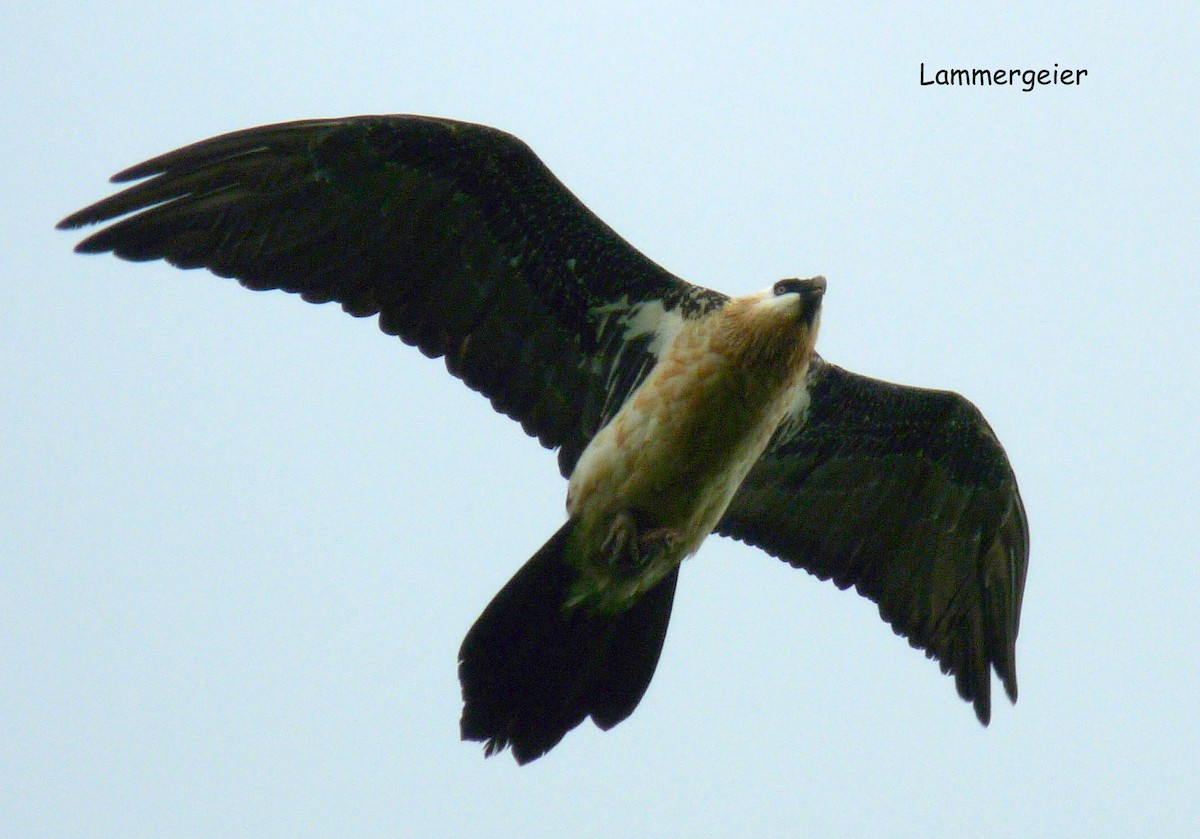 Bearded Vulture (African) - ML645220527