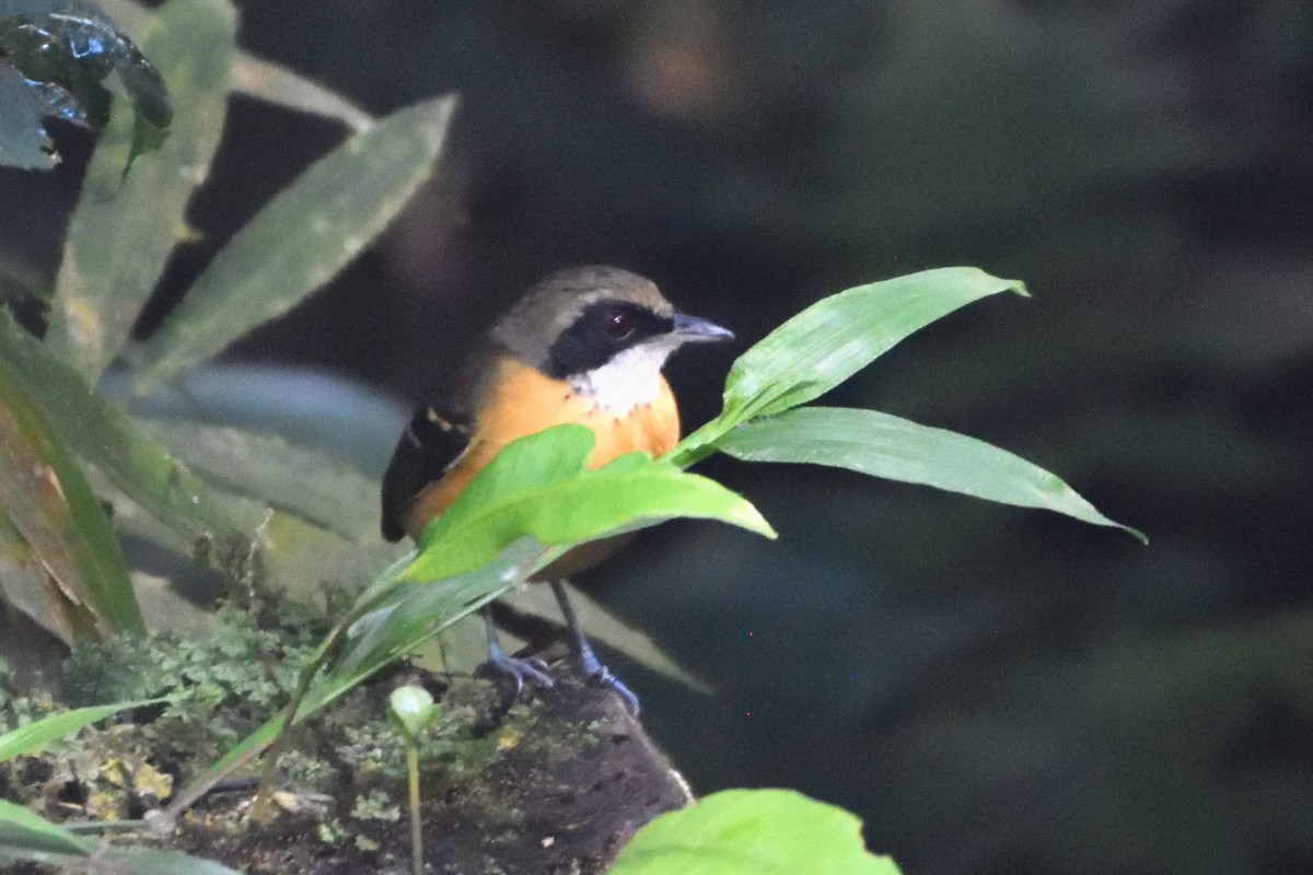 Black-faced Antbird - ML645220530