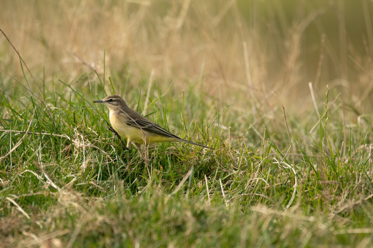 Western Yellow Wagtail - ML645220531