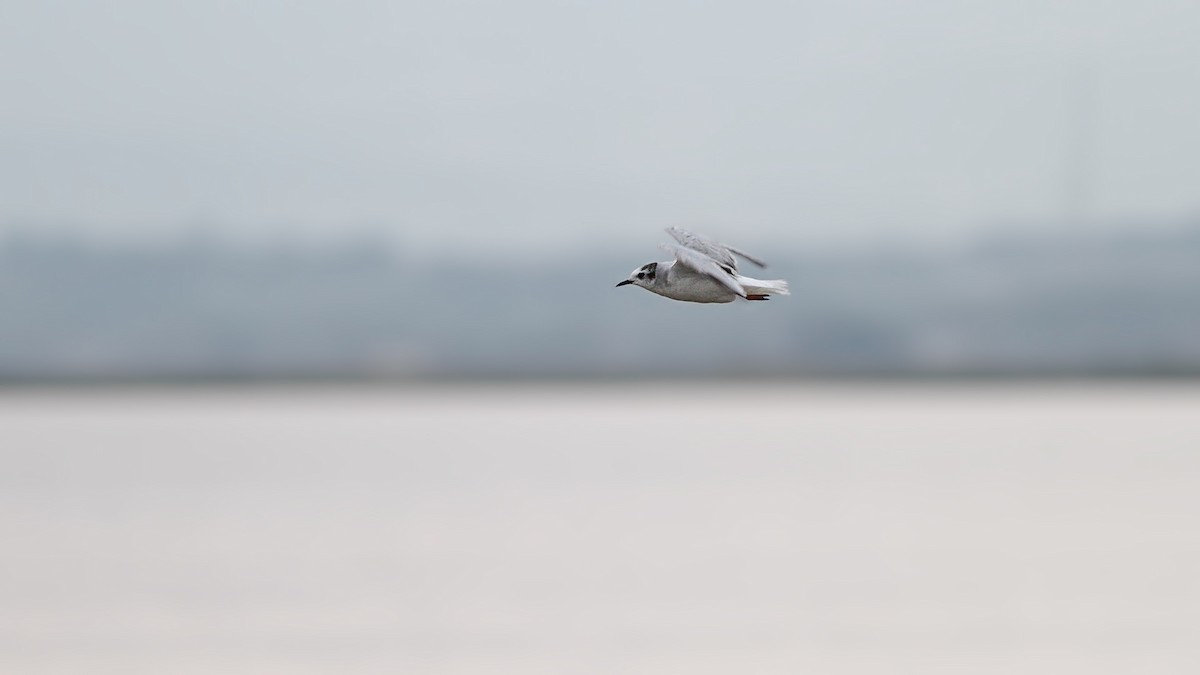 Little Gull - ML645220532