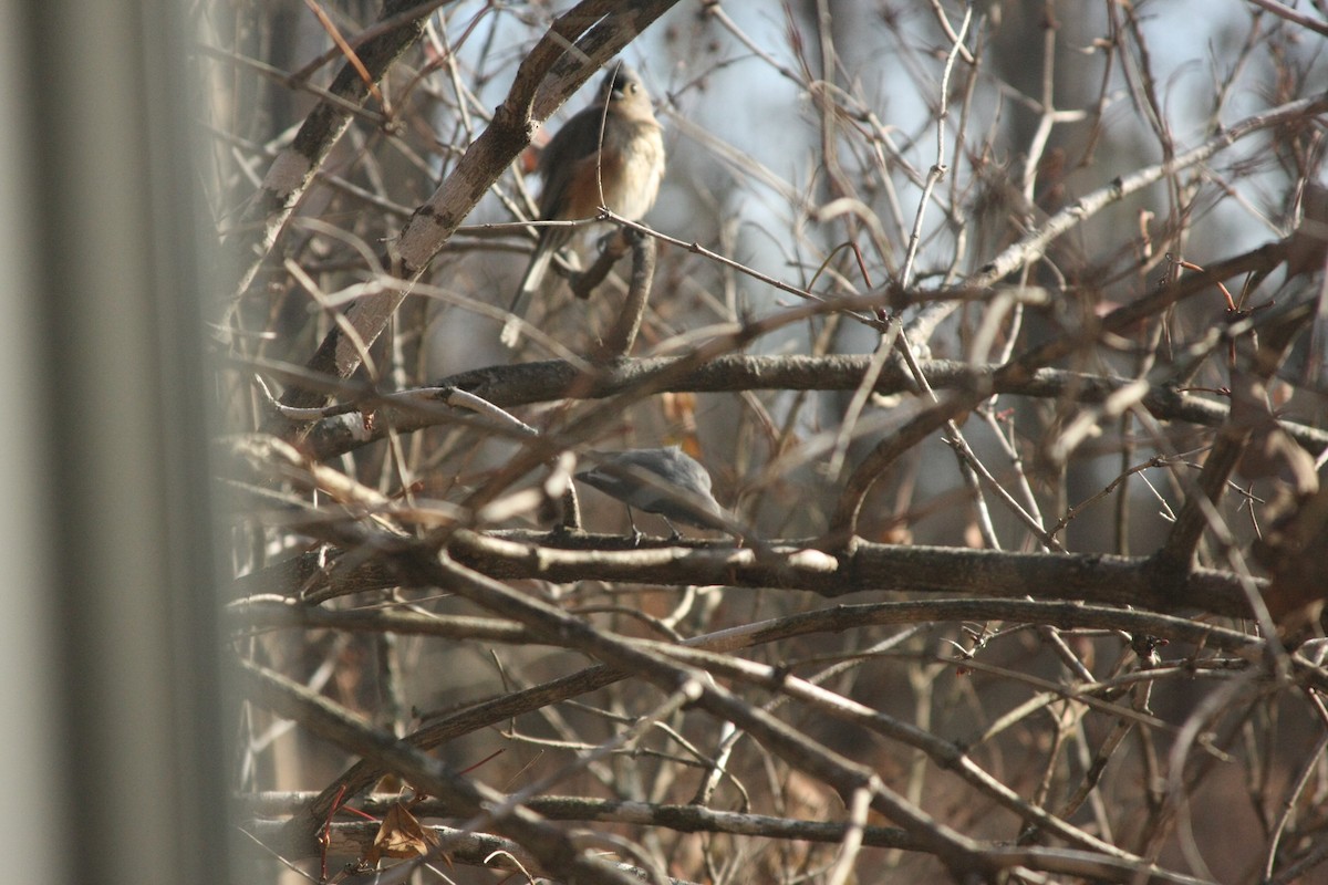 Tufted Titmouse - ML645220533