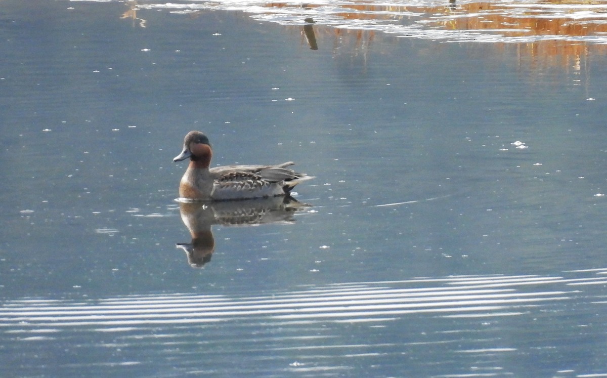 Green-winged Teal - ML645220534