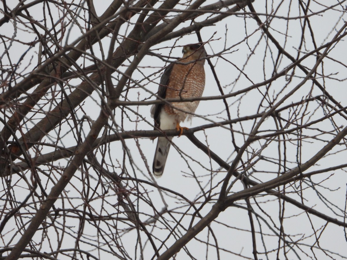 Cooper's Hawk - ML645220536
