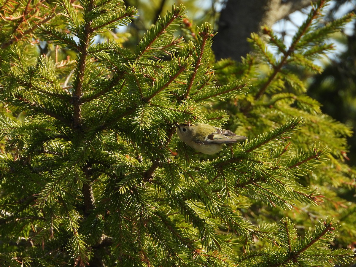 Goldcrest - ML645220537