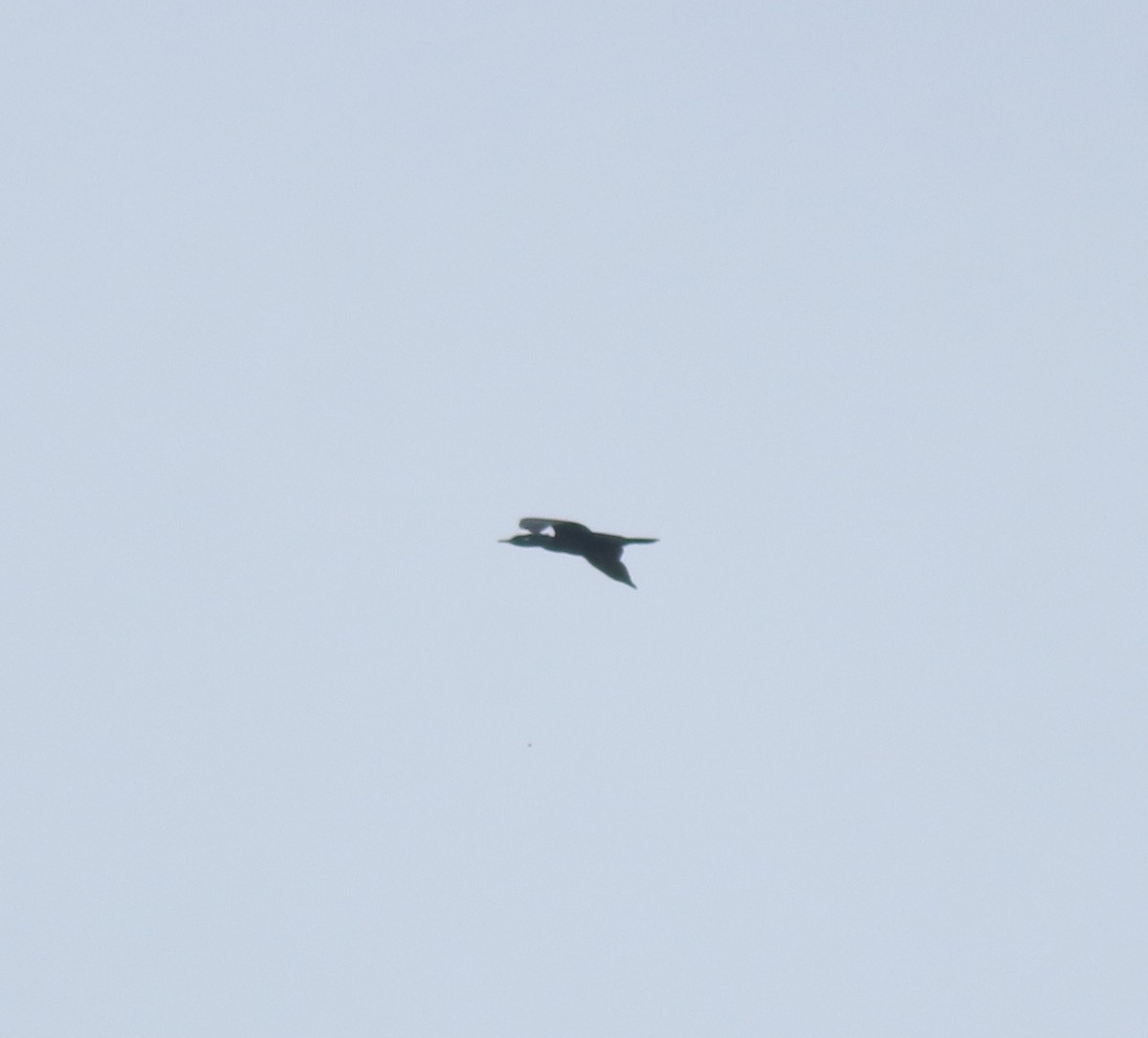 Brahminy Kite - ML645220540