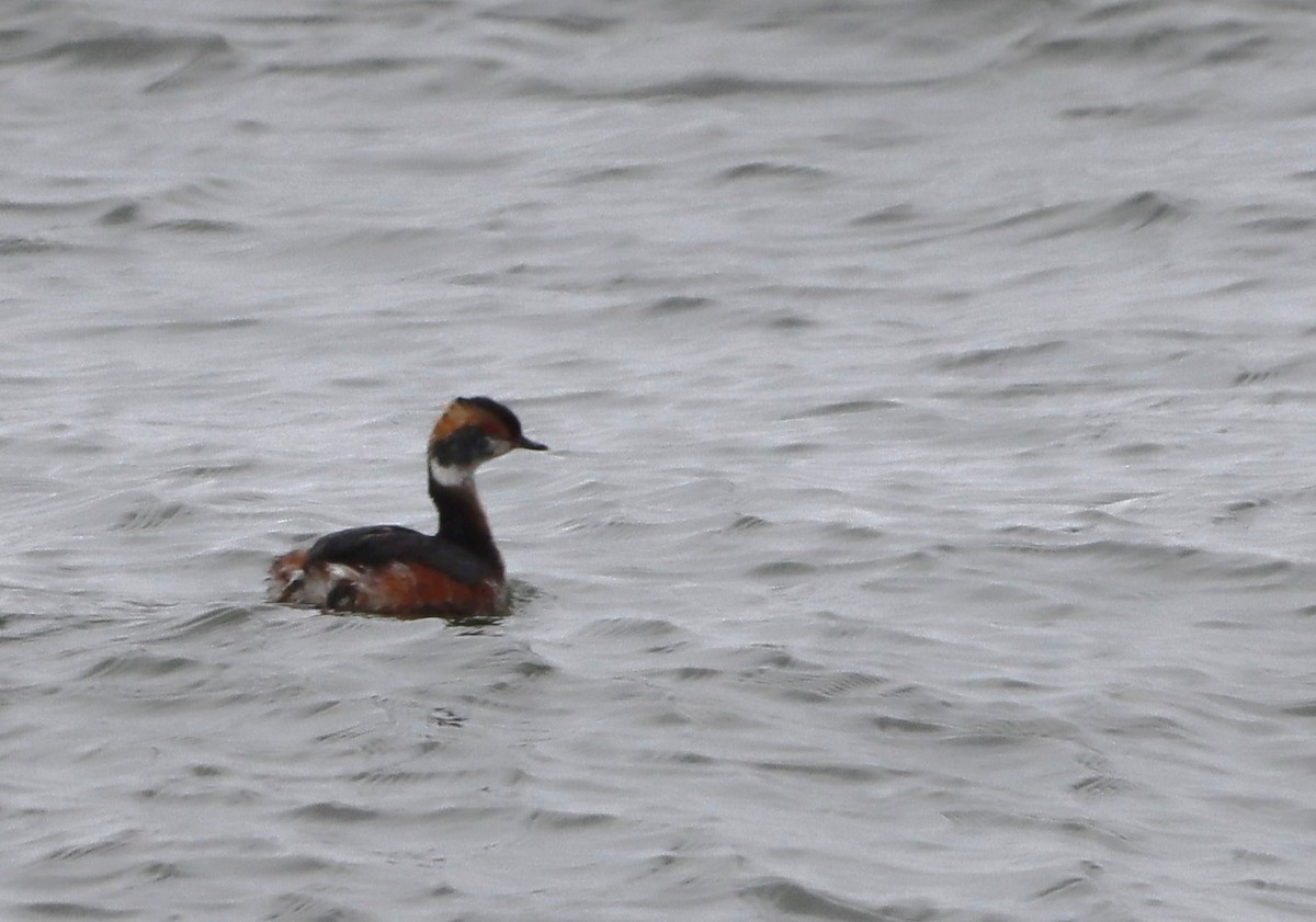 Horned Grebe - ML645220546