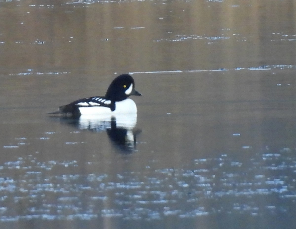 Barrow's Goldeneye - ML645220547