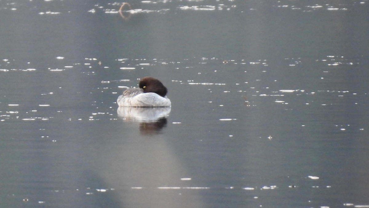 Barrow's Goldeneye - ML645220548
