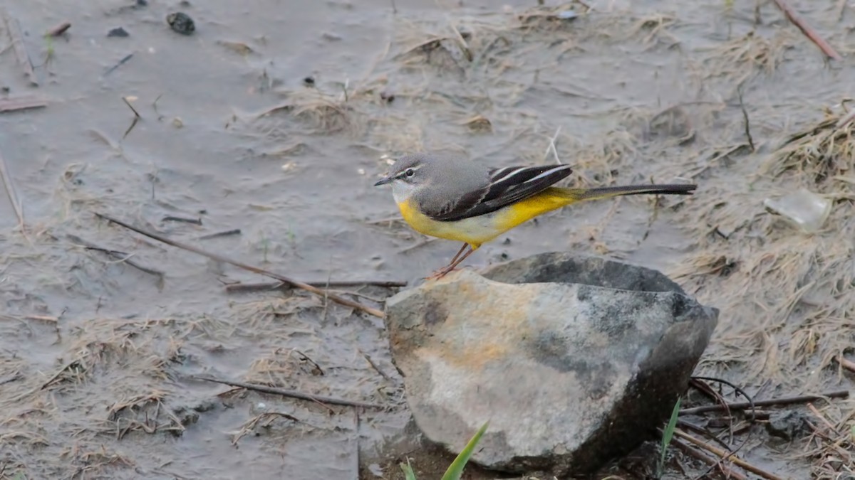 Gray Wagtail - ML645220549