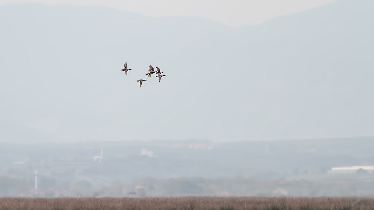 Gadwall - ML645220560