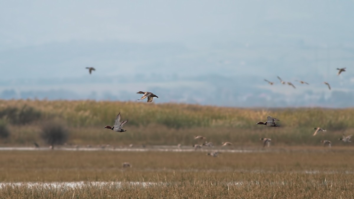 Common Pochard - ML645220562