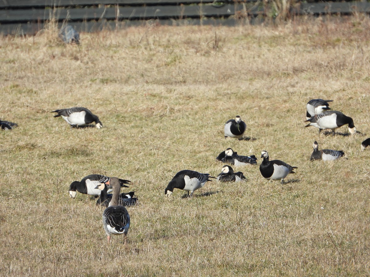 Barnacle Goose - ML645220566