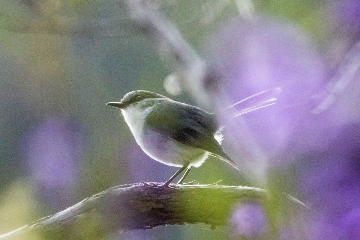 White-breasted Robin - ML645220567