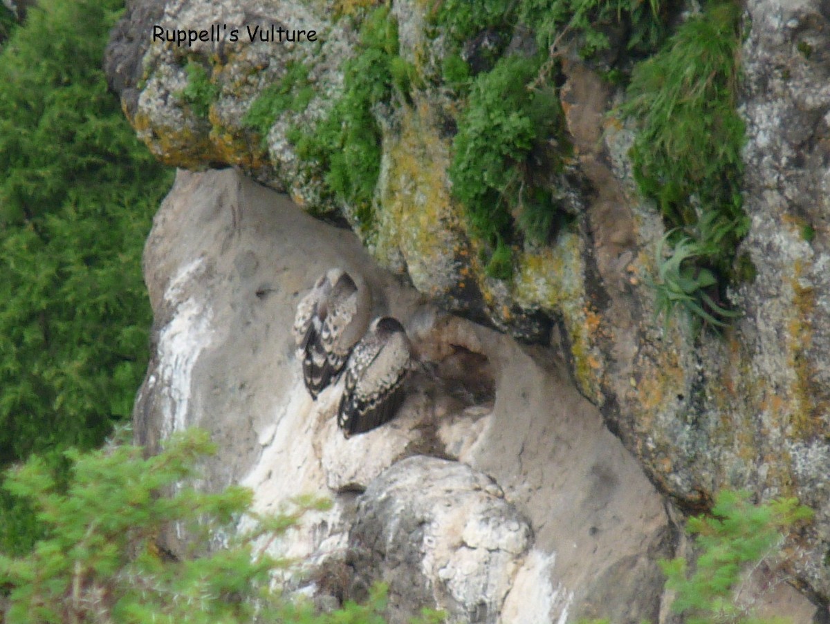 sup krahujový - ML645220569