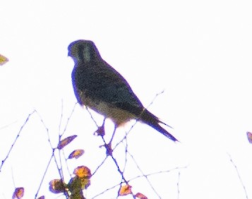 American Kestrel - ML645220576