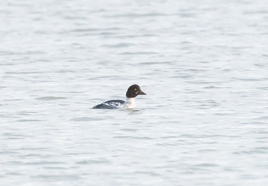 Common Goldeneye - ML645220577