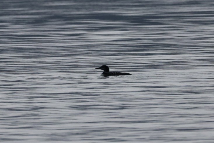 Common Loon - ML645220578