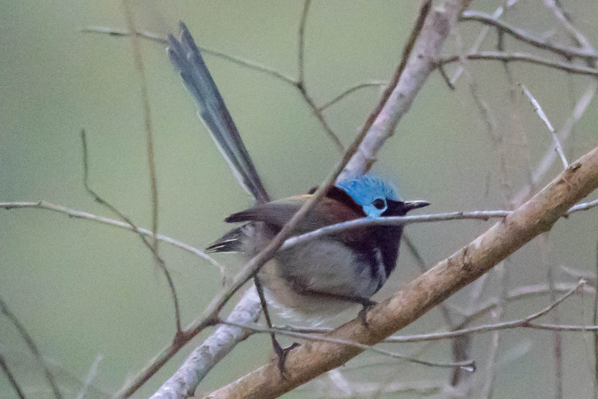 Red-winged Fairywren - ML645220579