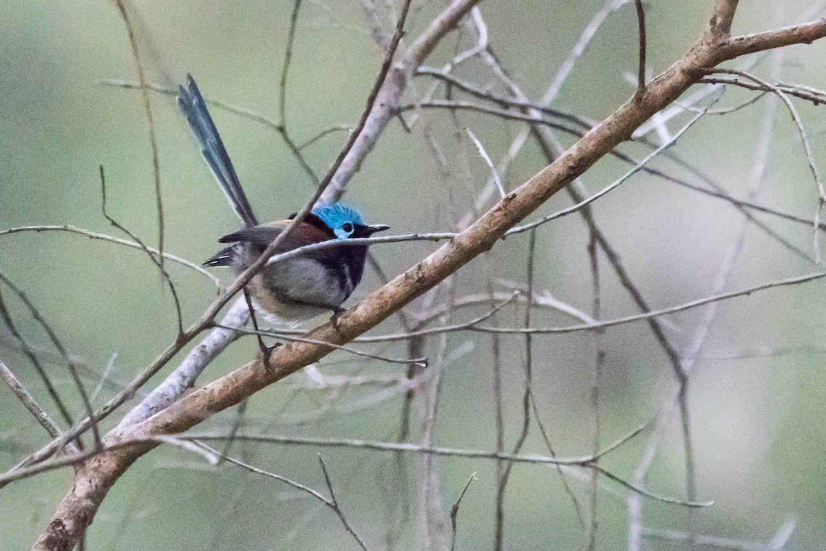 Red-winged Fairywren - ML645220580