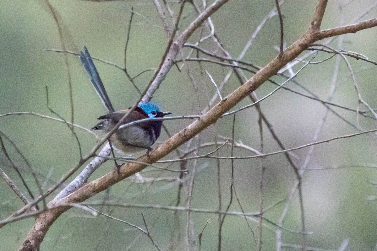Red-winged Fairywren - ML645220581