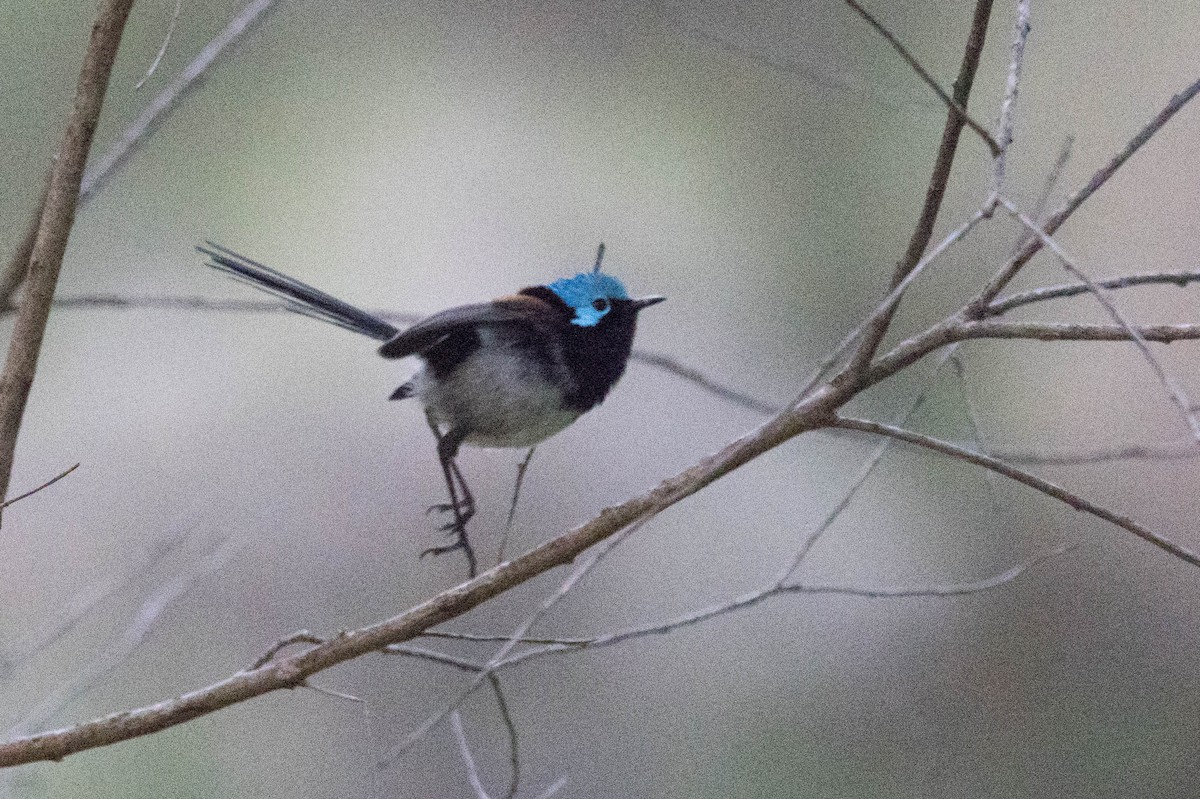Red-winged Fairywren - ML645220582