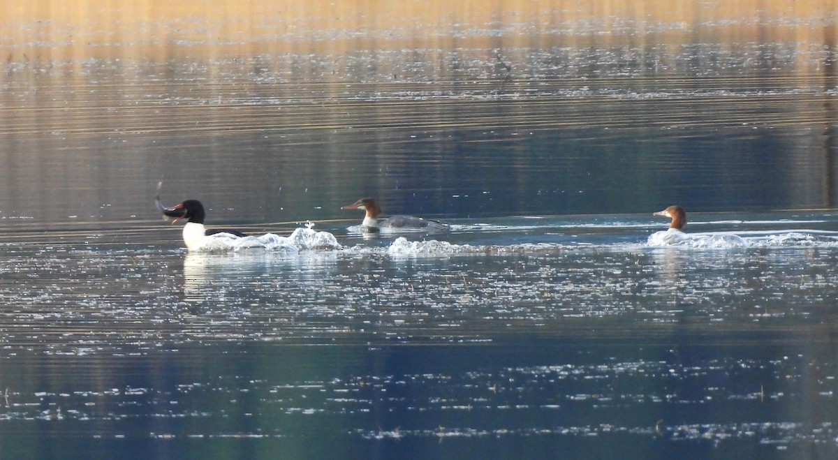 Common Merganser - ML645220583